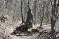 /album/tajkepek/erdei-manok-vara-jpg/